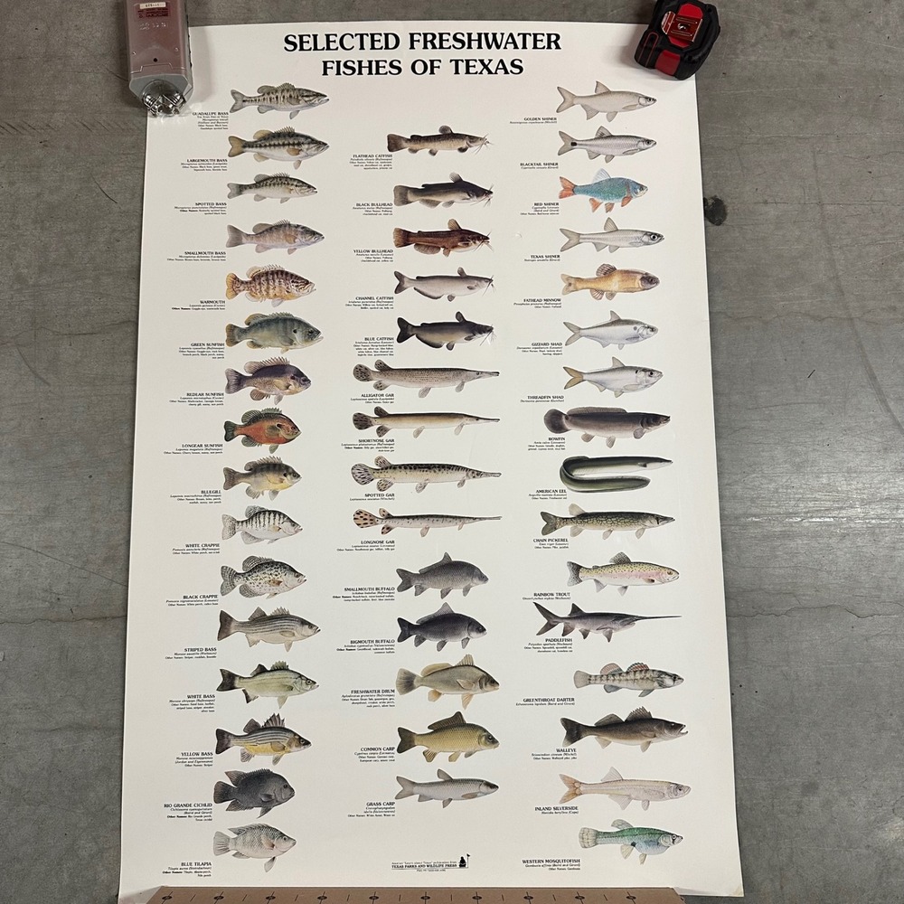Vintage Selected Freshwater Fishes of Texas Large Poster Texas Parks Wildlife